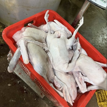 新鲜的鸡鸭鹅