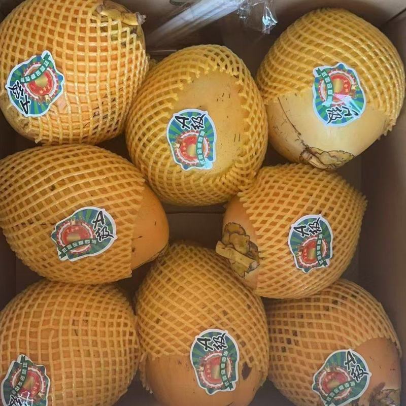 海南万宁现摘黄金椰3-4斤精品金椰子商超餐饮整车批发