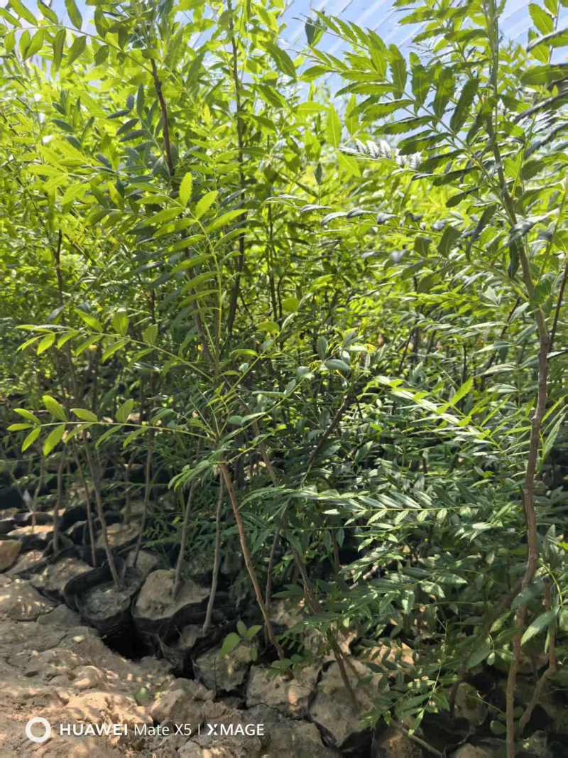 大量供应营养杯文冠果杯苗