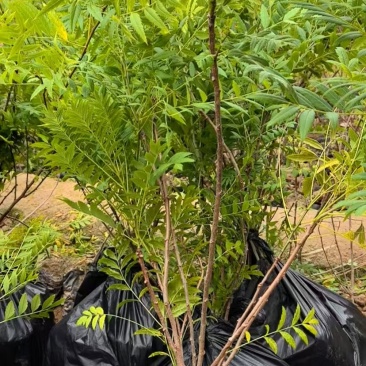 大量供应营养杯文冠果杯苗