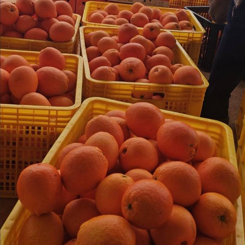 批发零售都有量多价格从优欢迎私信来电哦