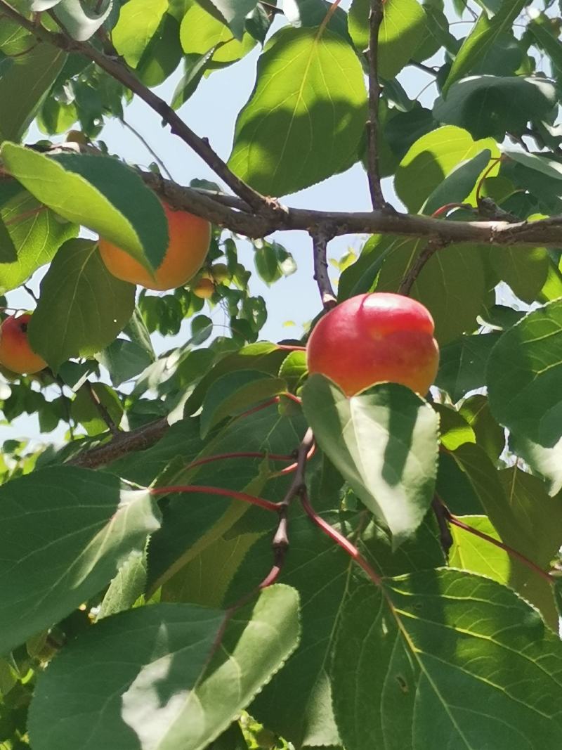 彭阳红梅杏