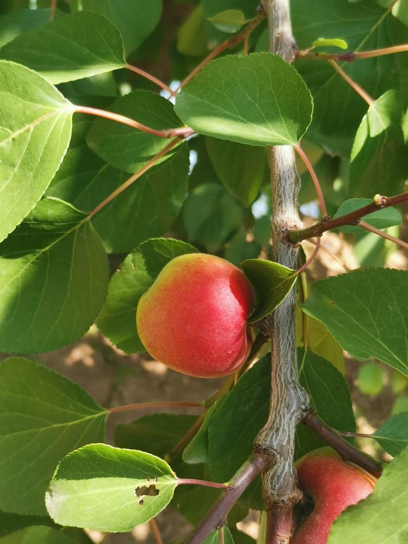 彭阳红梅杏