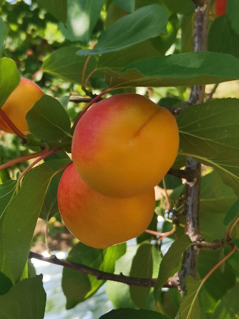 彭阳红梅杏