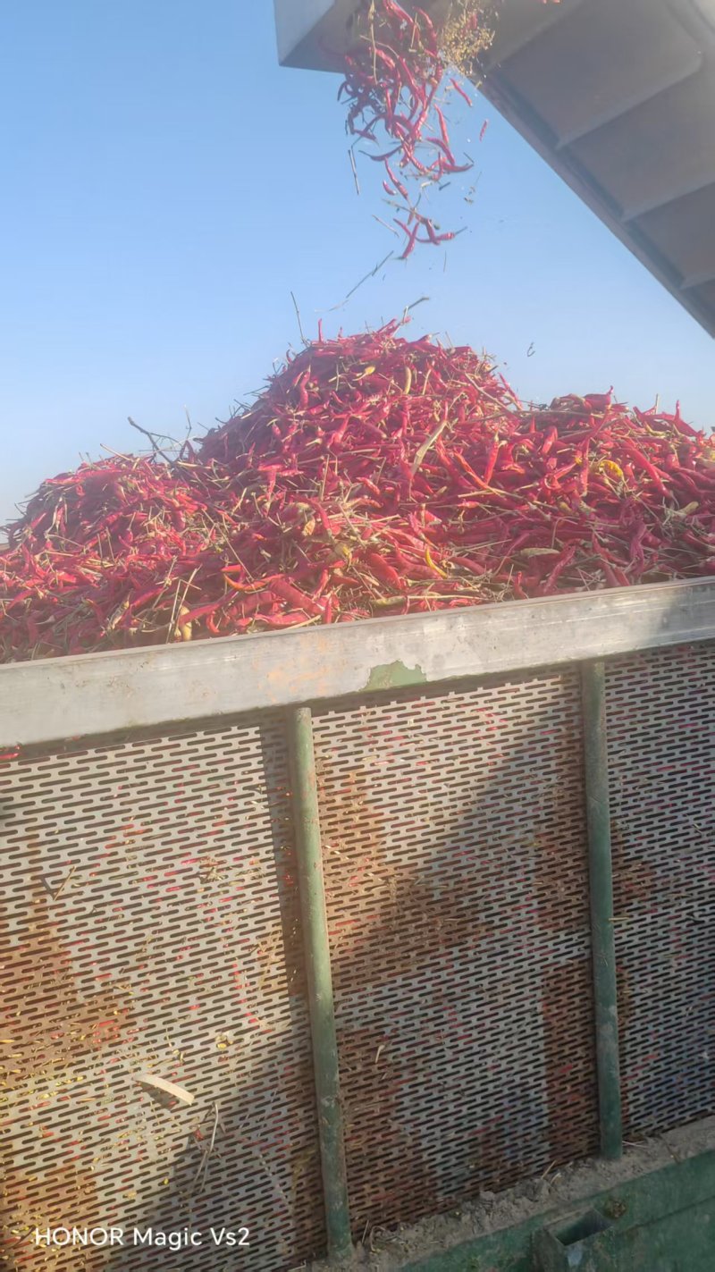 青红椒，甜椒