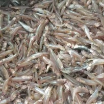饲料鱼小白公