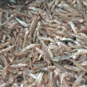 饲料鱼小白公