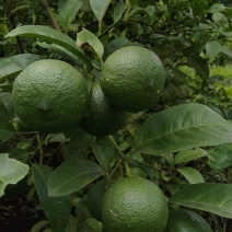 河口小青柠