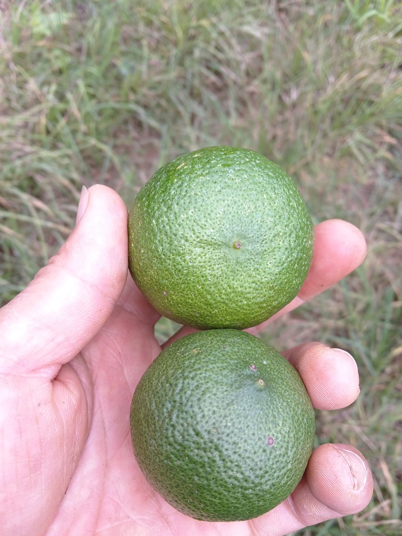 河口小青柠
