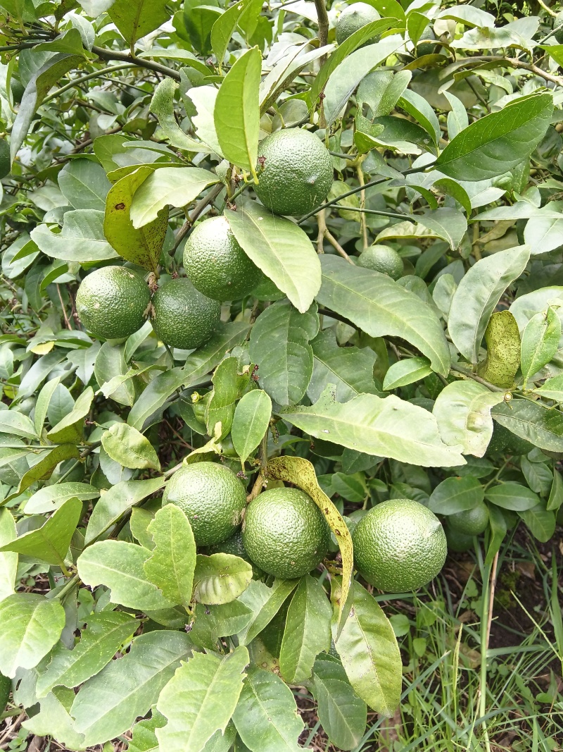 河口小青柠
