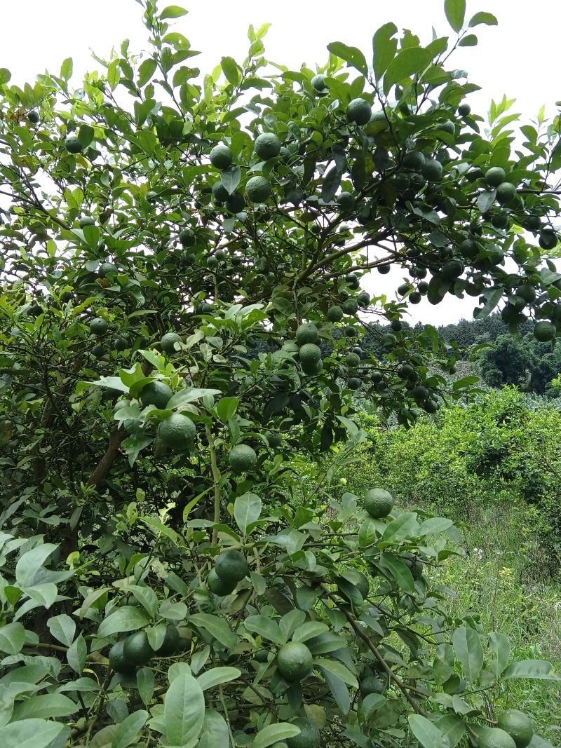 河口小青柠