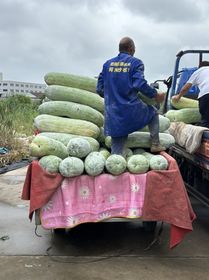 西三本地白皮冬瓜上车五毛五
