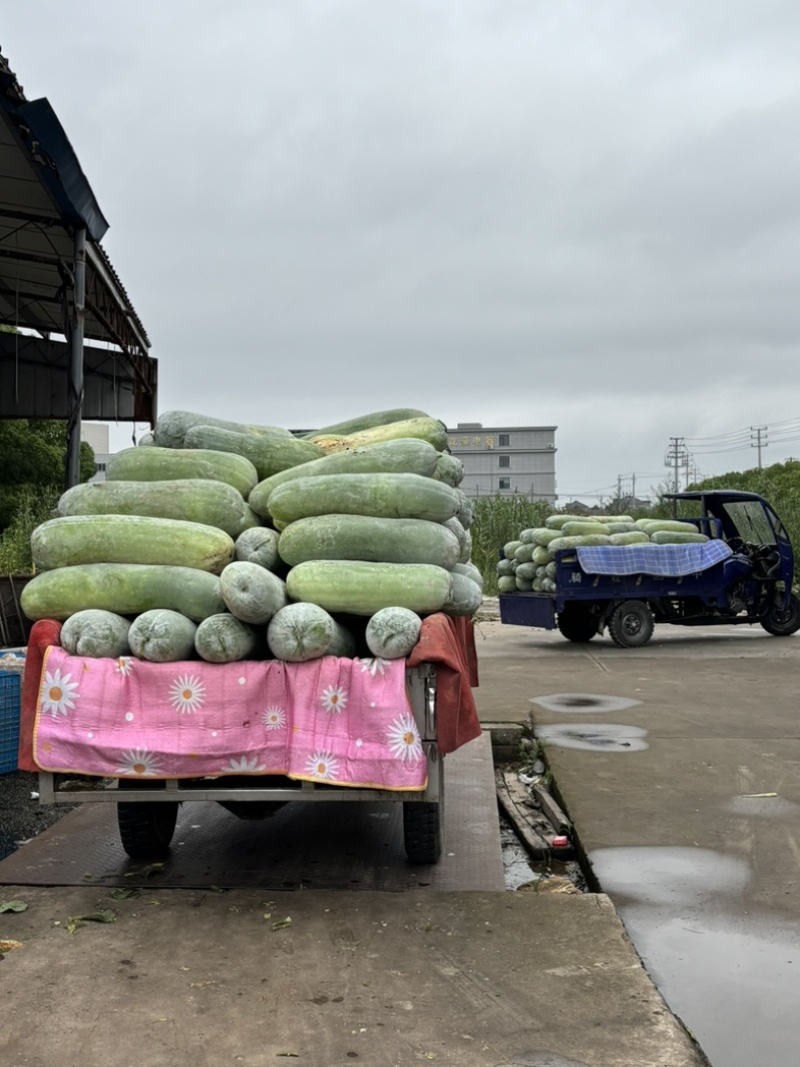 西三本地白皮冬瓜上车五毛五