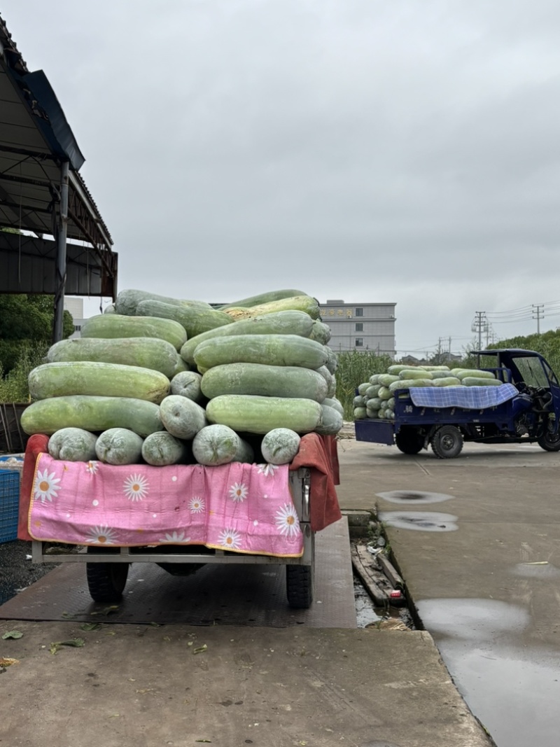 西三本地白皮冬瓜上车五毛五