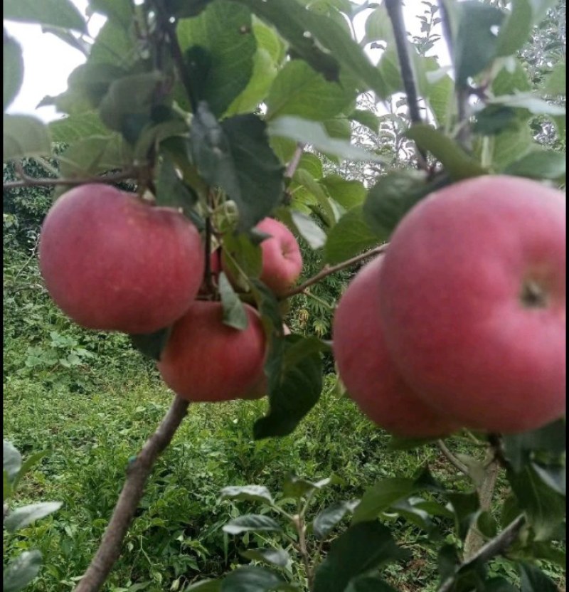 【荣誉老店】四川大凉山盐源丑苹果批发走快递包邮售后有保障