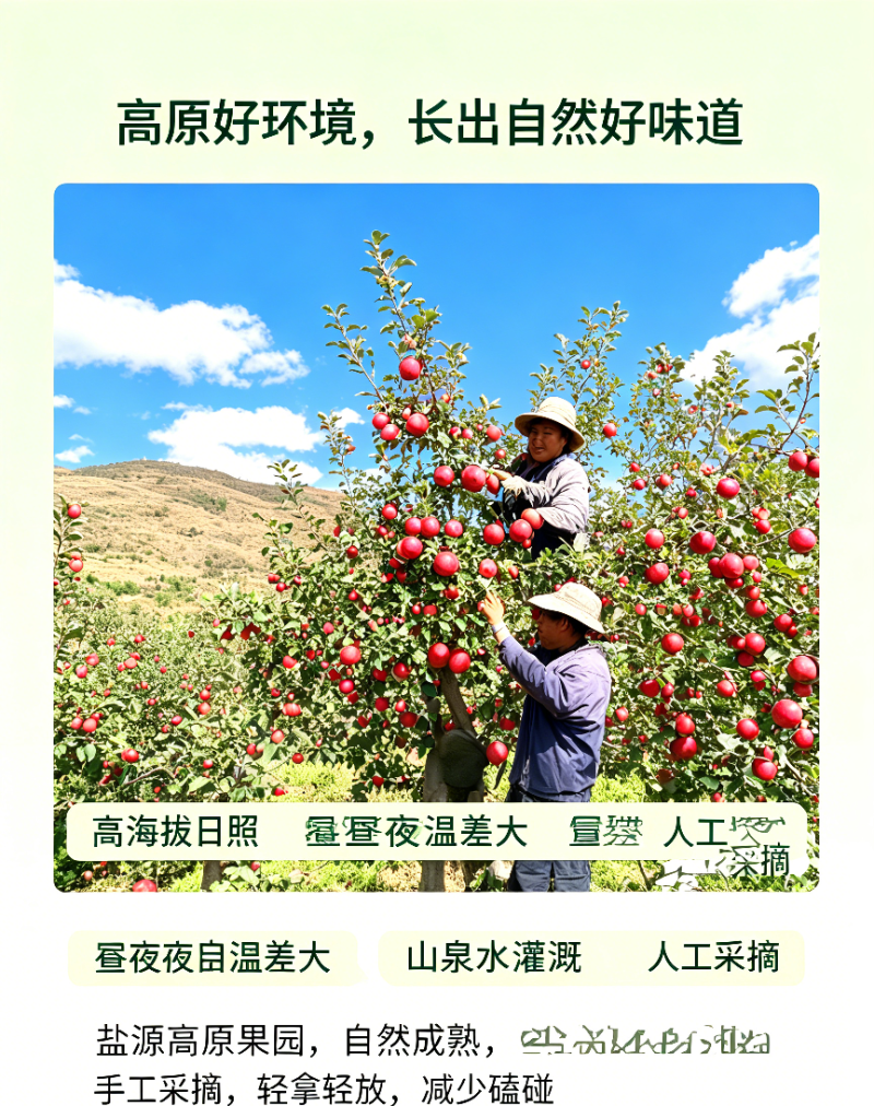 【荣誉老店】四川大凉山盐源丑苹果批发走快递包邮售后有保障
