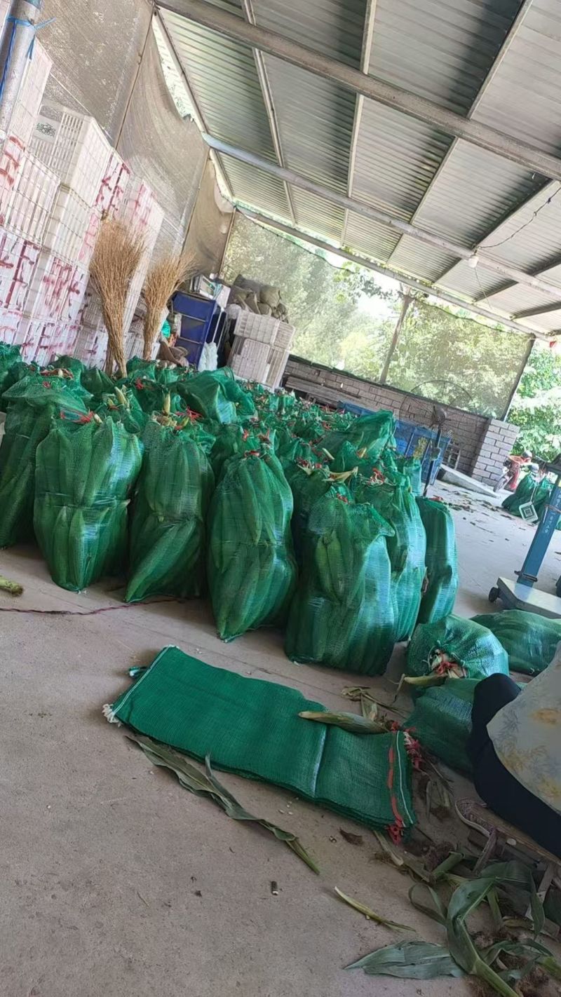 山东粘玉米基地批发价格白玉米，黄玉米批发价格