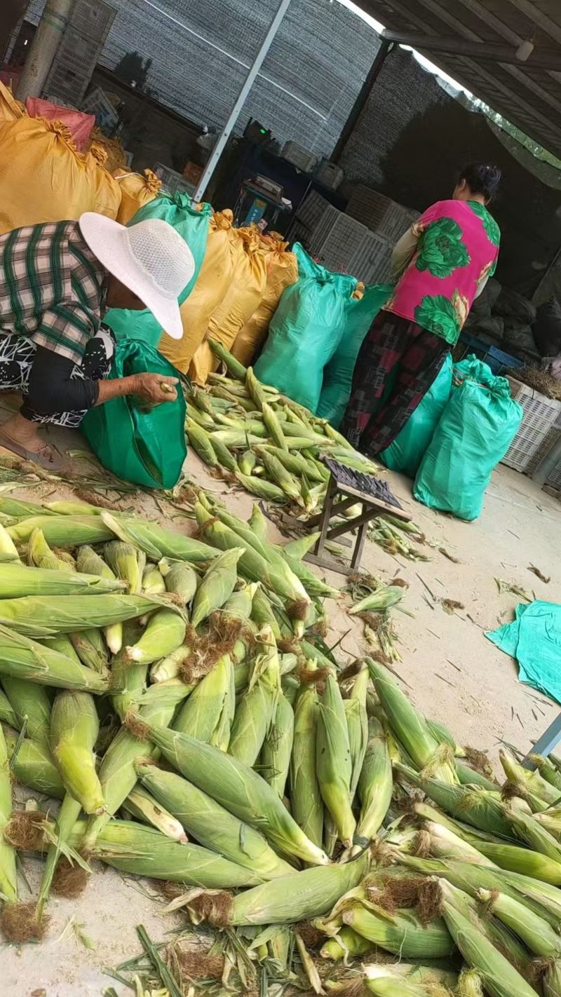 山东粘玉米基地批发价格白玉米，黄玉米批发价格