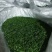 产地厂家直销，大量现货，相思茶，鸡骨草茶，油柑茶
