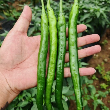二荆条