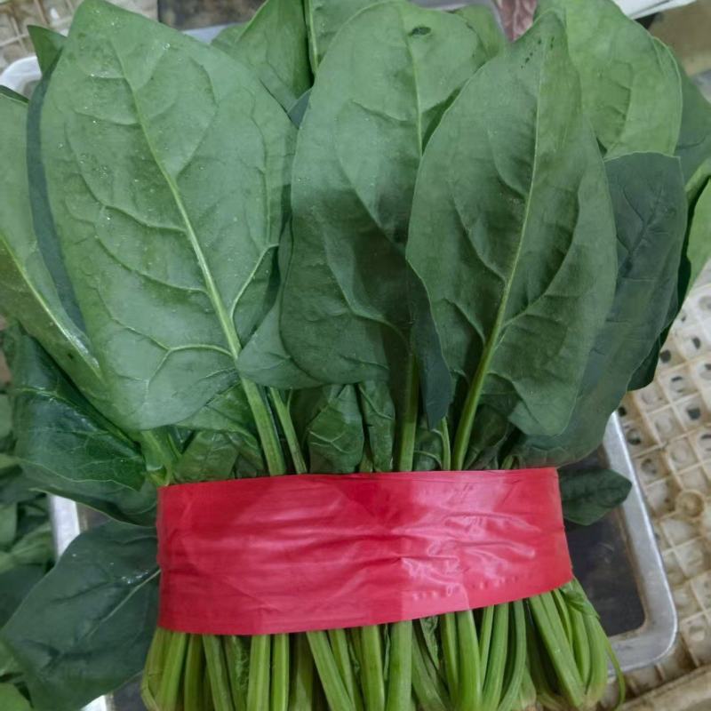 精品内蒙菠菜
