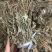 车前草野生车前草整棵无杂质量大价优一手直供