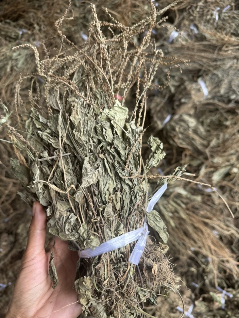车前草野生车前草整棵无杂质量大价优一手直供