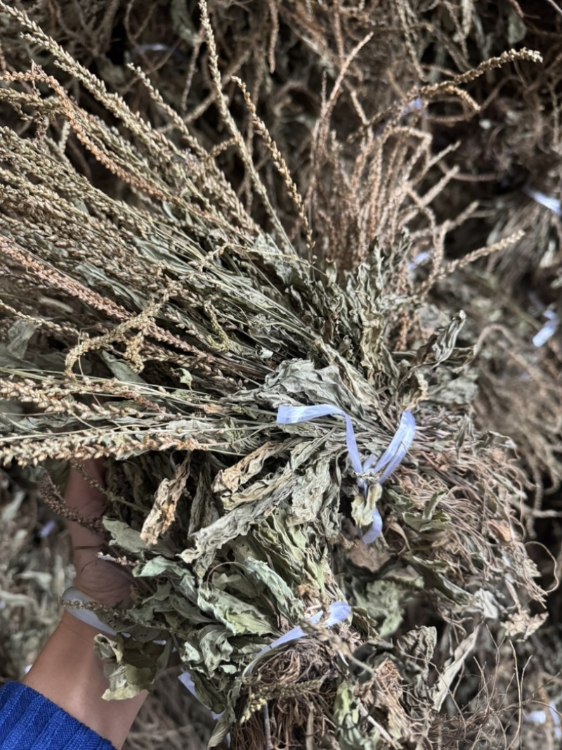 车前草野生车前草整棵无杂质量大价优一手直供