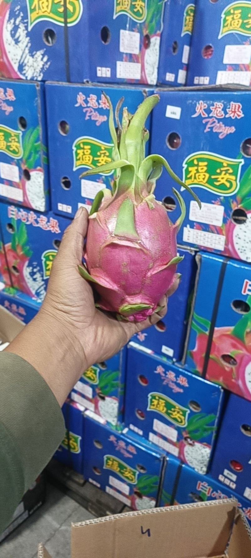 越南产白心火龙果