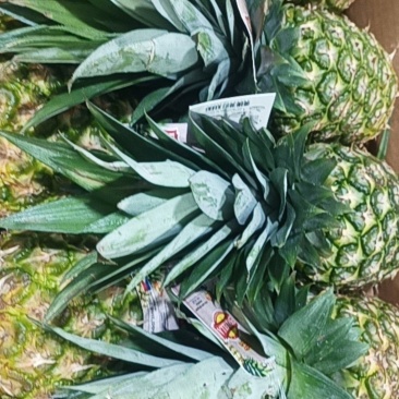 凤梨