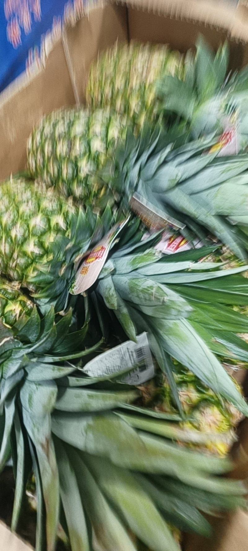 凤梨