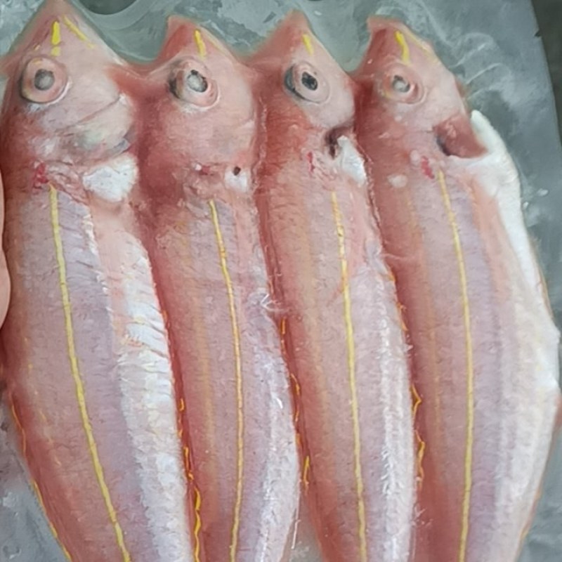 海钓金丝鱼，餐饮，批发