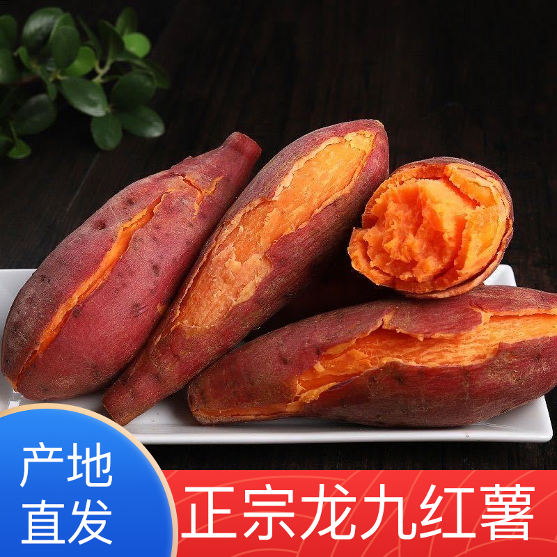 正宗烟薯龙九蜜薯量大供应可电商一件代发