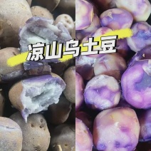 大凉山会东七彩乌洋芋【默认大小混装可备注选】