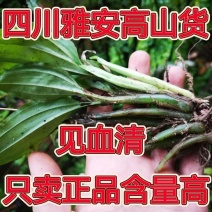 见血清高原货