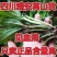 见血清正宗矮杆高原货