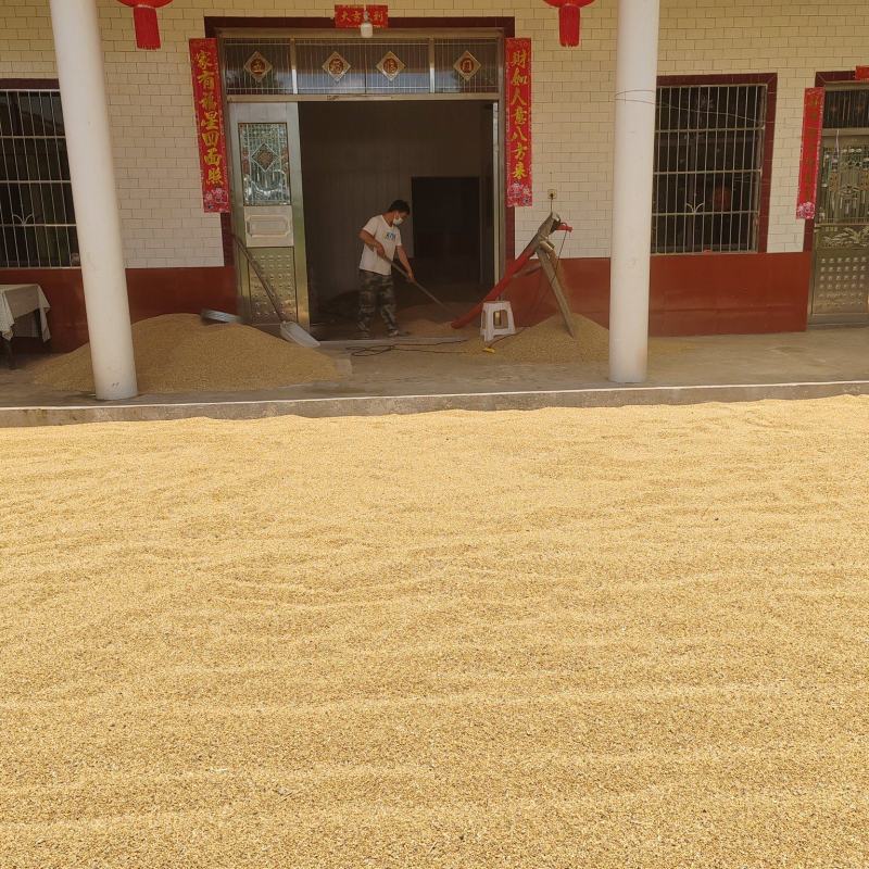 干小麦