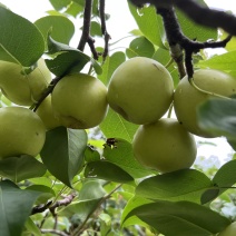 云南昆明蜂糖梨
