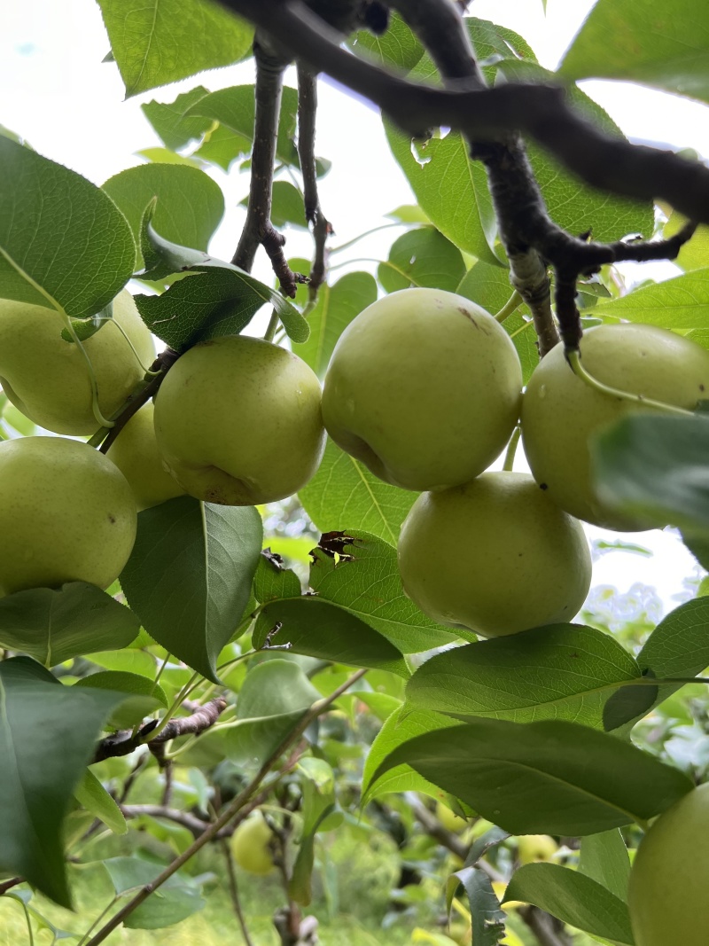 云南昆明蜂糖梨