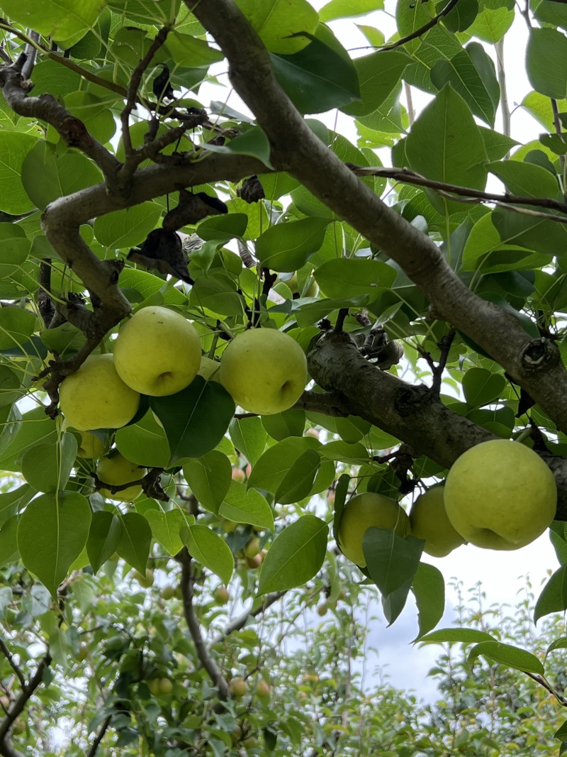 云南昆明蜂糖梨
