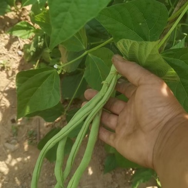 山西架豆王豆角大量上市品质保证诚信经营欢迎选购