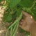 山西架豆王豆角大量上市品质保证诚信经营欢迎选购