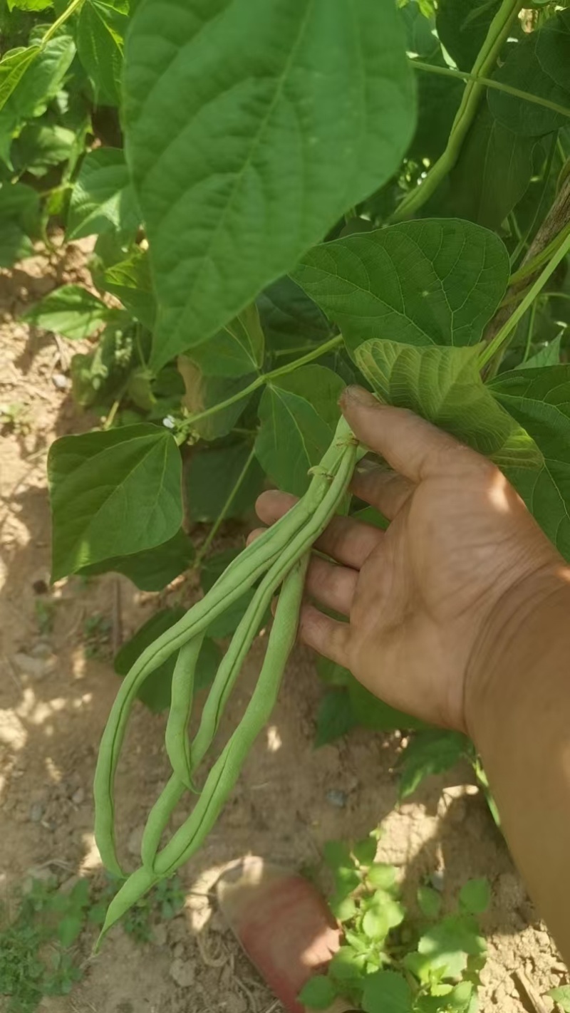 山西架豆王豆角大量上市品质保证诚信经营欢迎选购