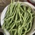山西架豆王豆角大量上市品质保证诚信经营欢迎选购