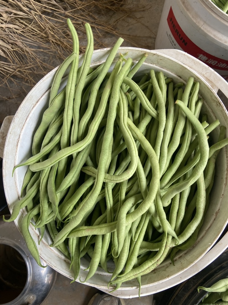 山西架豆王豆角大量上市品质保证诚信经营欢迎选购