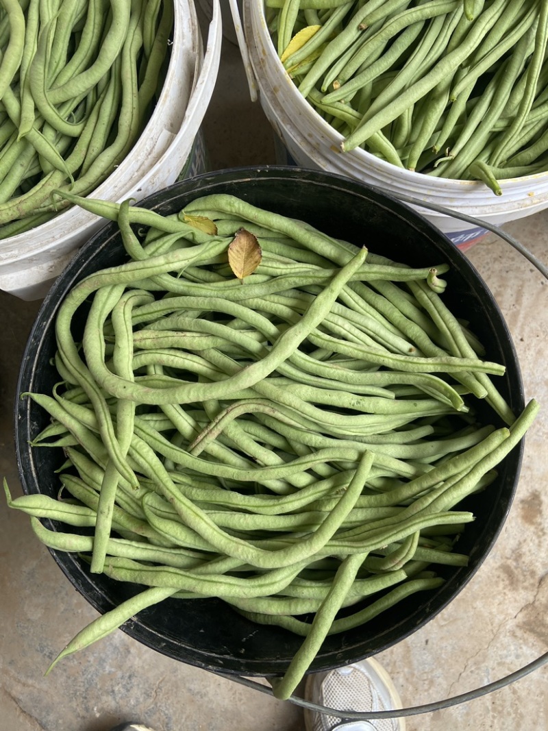 山西架豆王豆角大量上市品质保证诚信经营欢迎选购