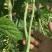 山西架豆王豆角大量上市品质保证诚信经营欢迎选购