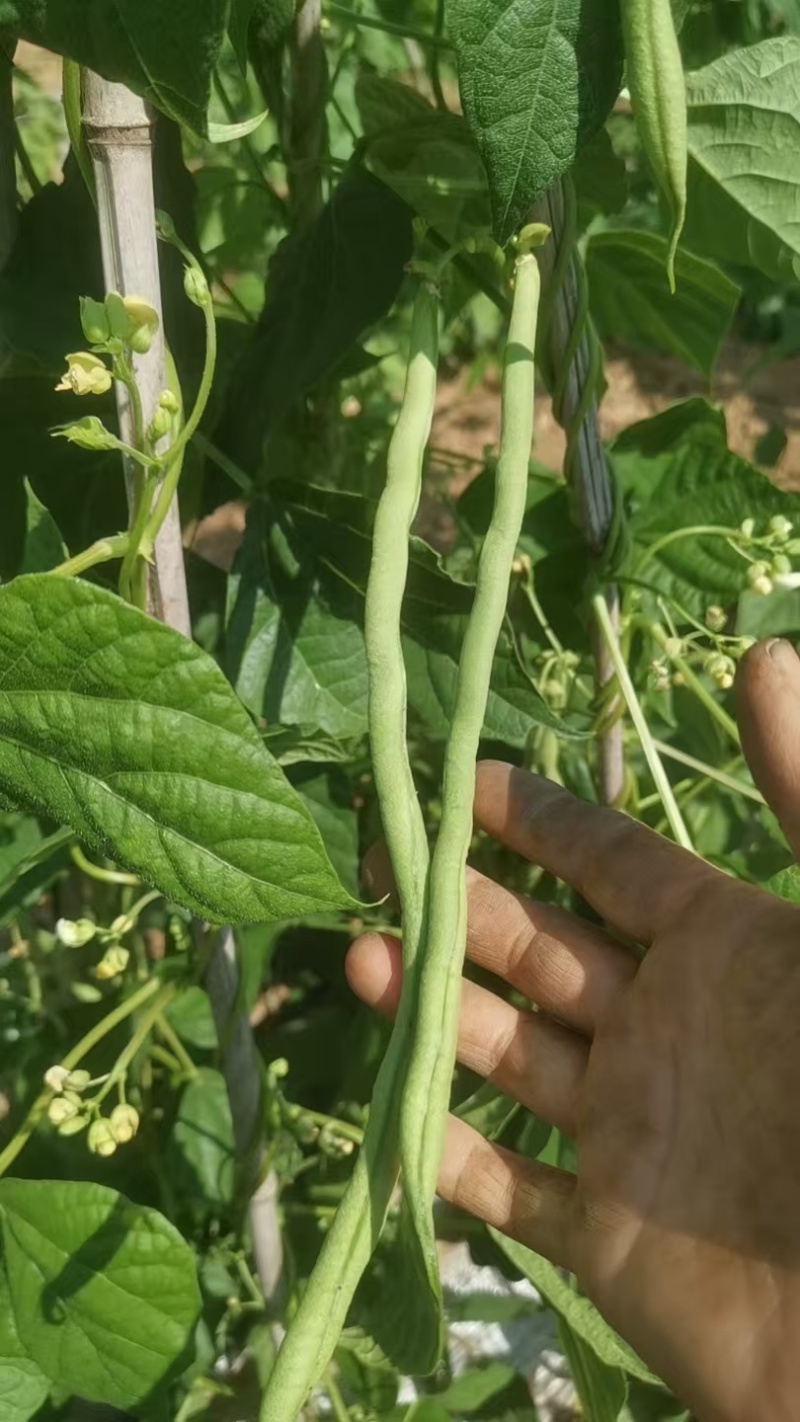 山西架豆王豆角大量上市品质保证诚信经营欢迎选购