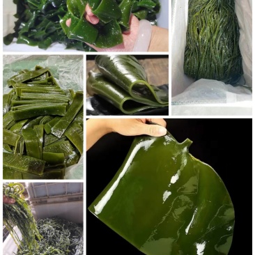 盐渍海带丝，海带扣，海带条，海带菱形块，海带碎片