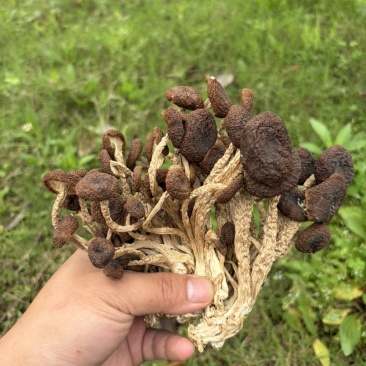 江西茶树菇干货